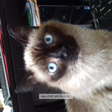 Photo 1/1 Baguera Chat lost in Rosny seine