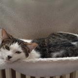 Picture of cat lost at Voujeaucourt