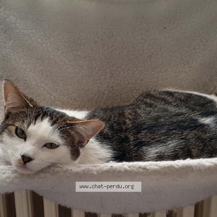 Photo 1/1 Orion Chat lost in Voujeaucourt