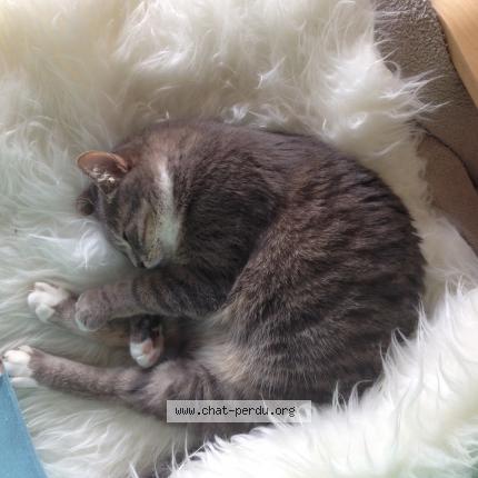 Photo 1/1 Gretchen Chat lost in Libourne