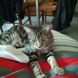 Picture of cat lost at Nantes