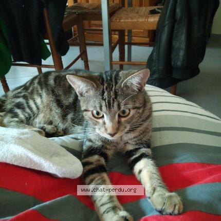 Photo 1/1 Caramel Chat lost in Nantes