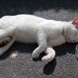 Picture of cat lost at Nanterre