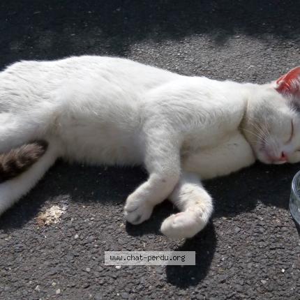 Photo 1/1 Mimi Chat lost in Nanterre