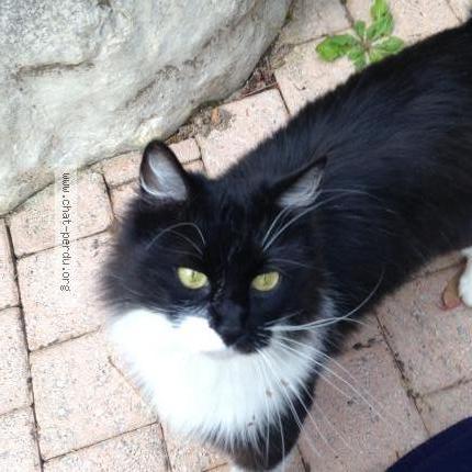 Photo 1/1 Réglisse Chat lost in Thoiry