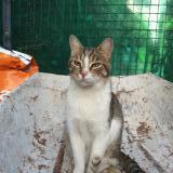 Picture of cat lost at Marseille