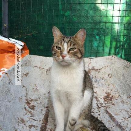 Photo 1/1 Petit chat Chat lost in Marseille