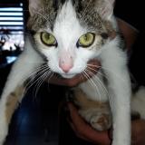 Picture of cat lost at L Horme