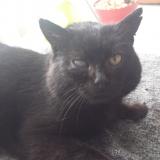 Picture of cat lost at St Symphorien Sur Coise