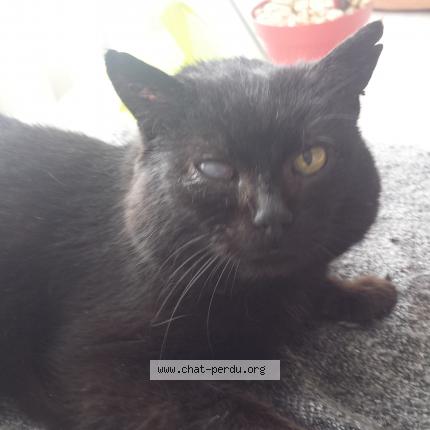 Photo 1/1 Newton Chat lost in St symphorien sur coise