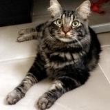 Picture of cat lost at Belcodene