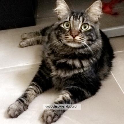 Photo 1/1 Samba Chat lost in Belcodene