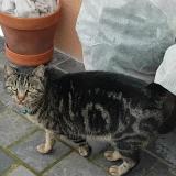 Picture of cat lost at Ermont