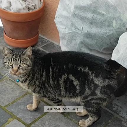 Photo 1/1 Gateo Chat lost in Ermont