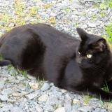 Picture of cat lost at Saint Colomban