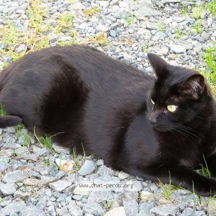 Photo 1/1 INDI Chat lost in Saint colomban