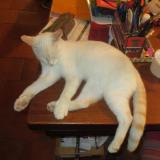 Picture of cat lost at Mouzens