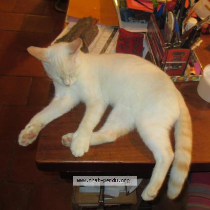 Photo 1/1 Raton Chat lost in Mouzens