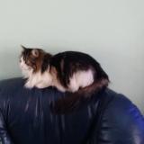 Picture of cat lost at Champigny Sur Marne