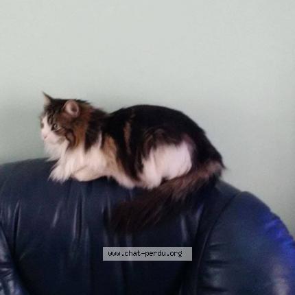 Photo 1/1 Câline Chat lost in Champigny sur marne