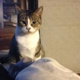 Picture of cat lost at Champlan