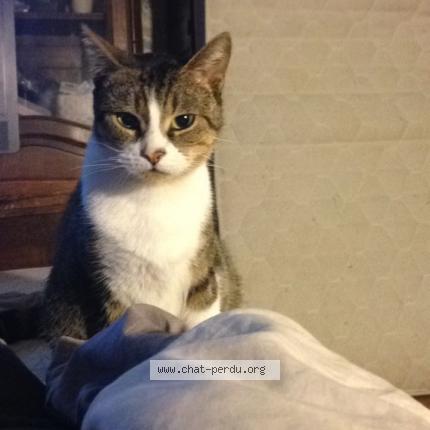 Photo 1/1 Tika Chat lost in Champlan