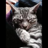 Picture of cat lost at Dolus D Oleron