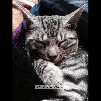 Photo 1/1 Jim Chat lost in Dolus d oleron