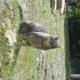 Picture of cat lost at Grignan