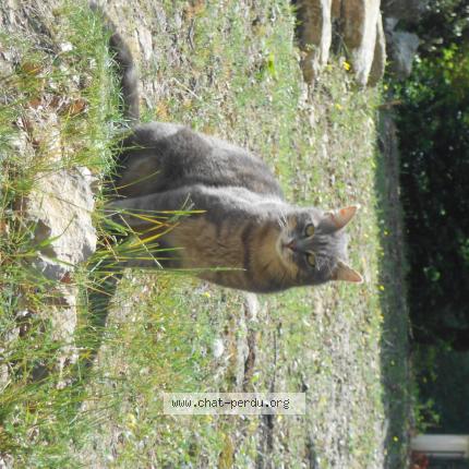 Photo 1/1 Tanguy Chat lost in Grignan