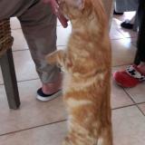 Picture of cat lost at Grignan