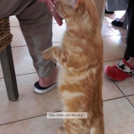 Photo 1/1 Nesquik Chat lost in Grignan