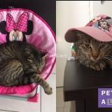 Picture of cat lost at Breuillet