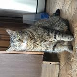 Picture of cat lost at Mazieres De Touraine