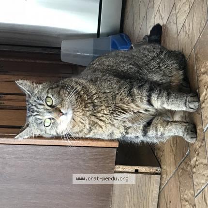 Photo 1/1 Jelka Chat lost in Mazieres de touraine