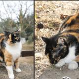 Picture of cat lost at Lancon De Provence