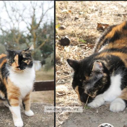 Photo 1/1 choups Chat lost in Lancon de provence