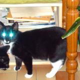 Picture of cat lost at Cambronne Les Ribecourt