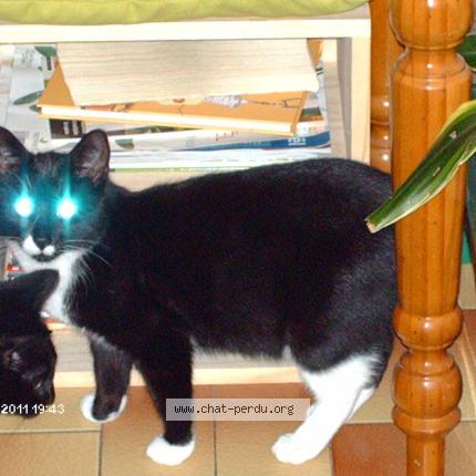 Photo 1/1 CHAMALO Chat lost in Cambronne les ribecourt