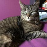 Picture of cat lost at Montreuil
