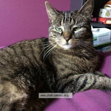 Photo 1/1 TAGADA Chat lost in Montreuil