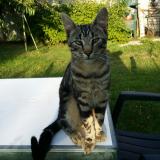 Picture of cat lost at Bussieres