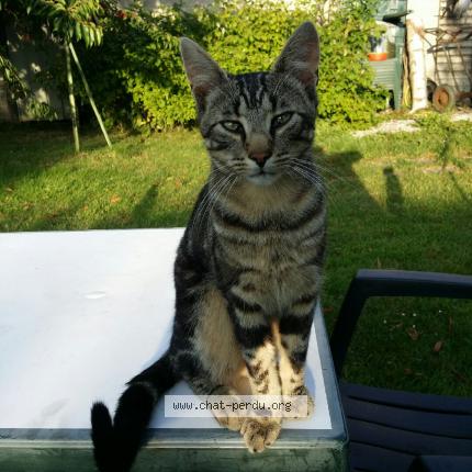 Photo 1/1 Titi Chat lost in Bussieres