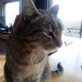 Picture of cat lost at Calavante