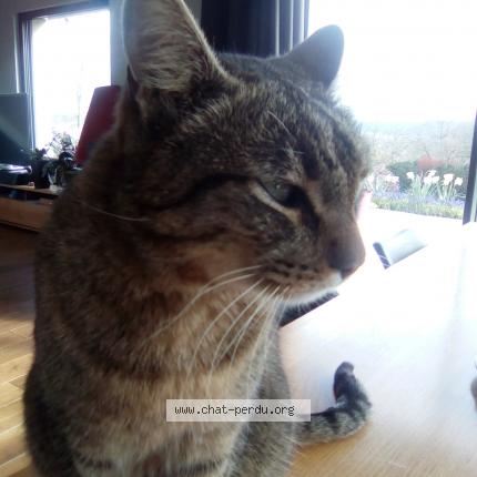 Photo 1/1 Sushi Chat lost in Calavante