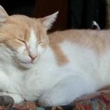 Picture of cat lost at La Rochelle