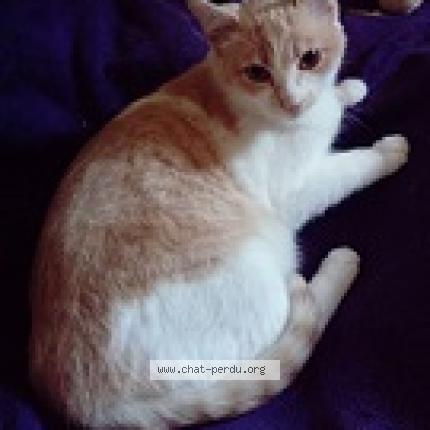 Photo 2/3 Medley Chat lost in La rochelle