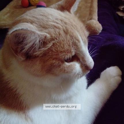 Photo 3/3 Medley Chat lost in La rochelle