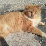Picture of cat lost at Fontcouverte