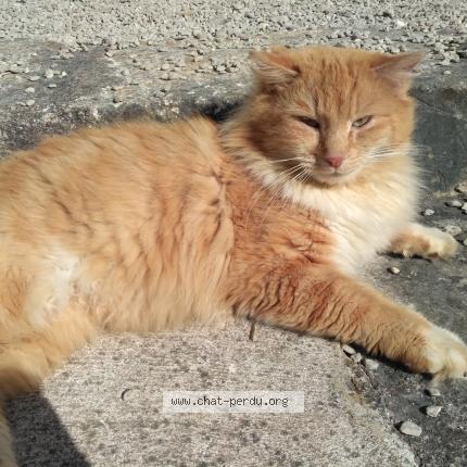 Photo 1/1 Persian Chat lost in Fontcouverte